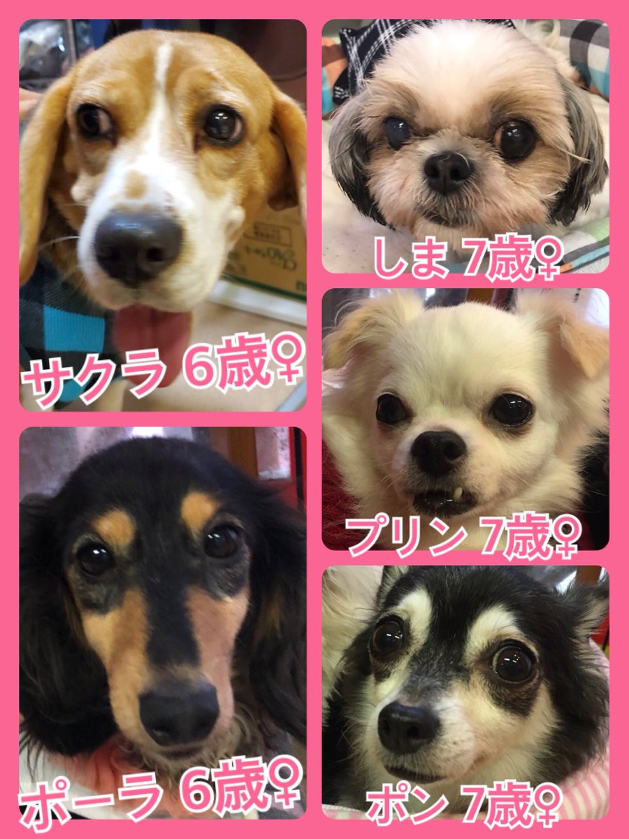 🐾今日の里親様募集中ワンコ🐶メンバーです🐾2019,10,13